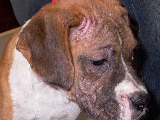 lesione da rogna demodettica nel cane