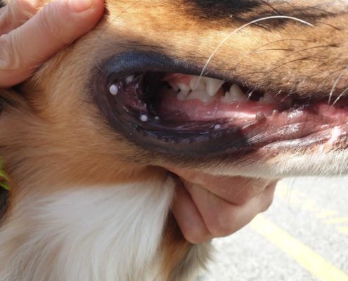 Papillomavirus nel cane