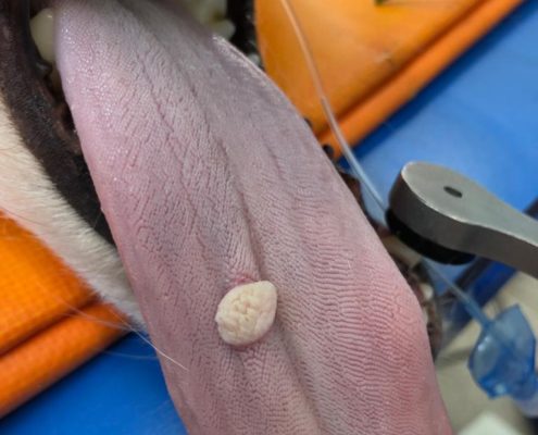 Come curare il papilloma virus nel cane - Papilloma virus dei cani, Papilloma nella zampa del cane