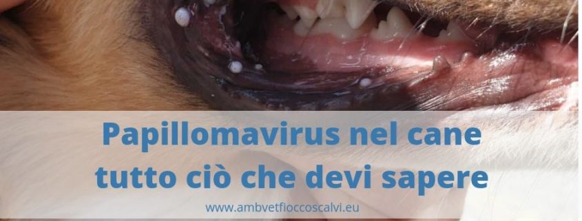 Papilloma virus lingua cane, Dictionar italiana-romana
