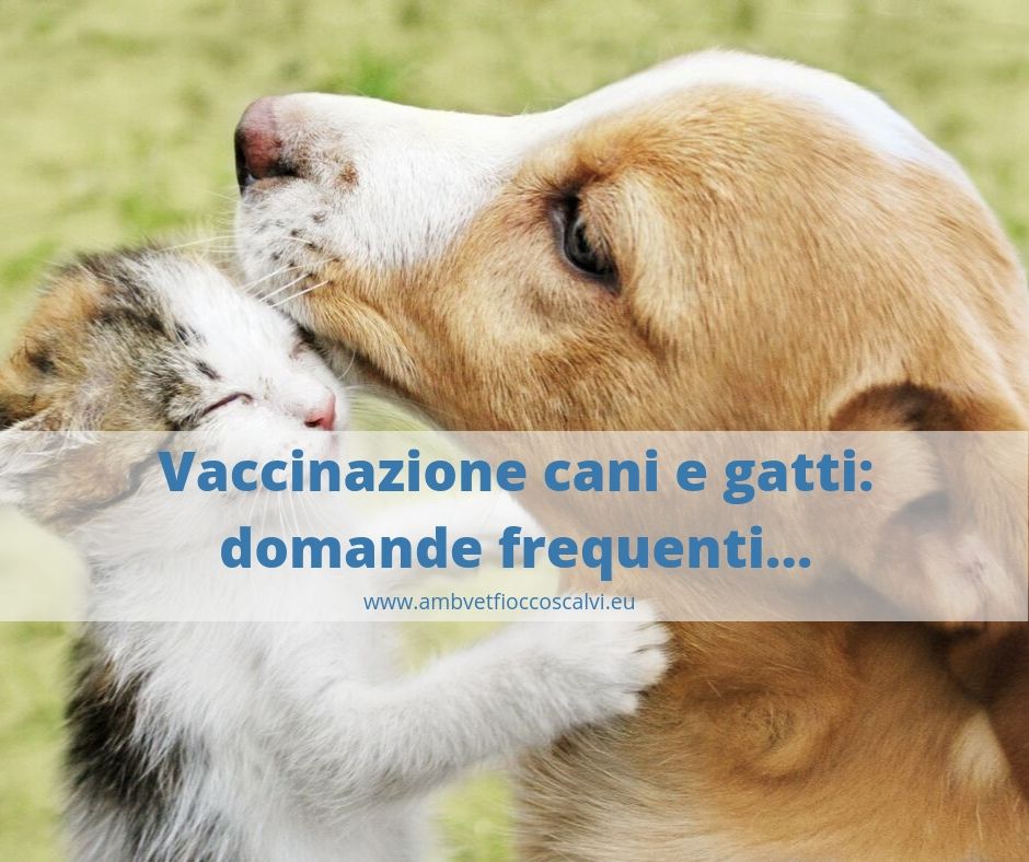 vaccinazioni cani e gatti