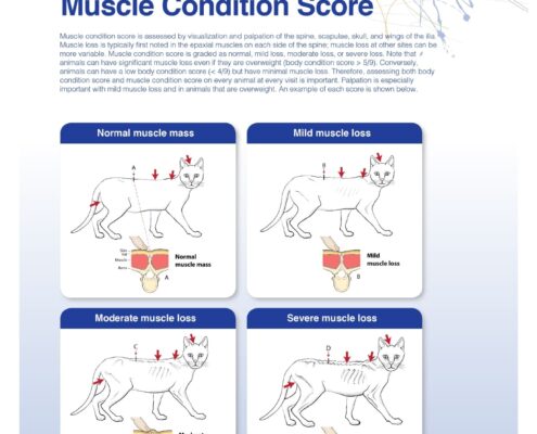 MSC Valutazione della muscolatura gatto