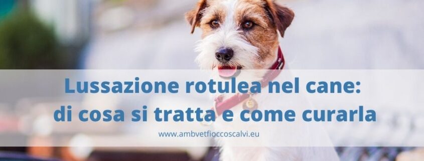 lussazione rotulea cane