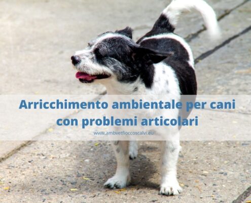 Arricchimento ambientale per cani con problemi articolari